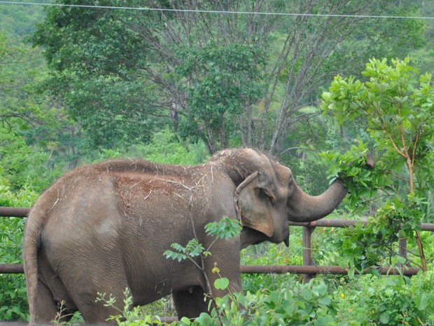 Elefantas já estão em santuário em MT (Foto: Carolina Holland/G1)