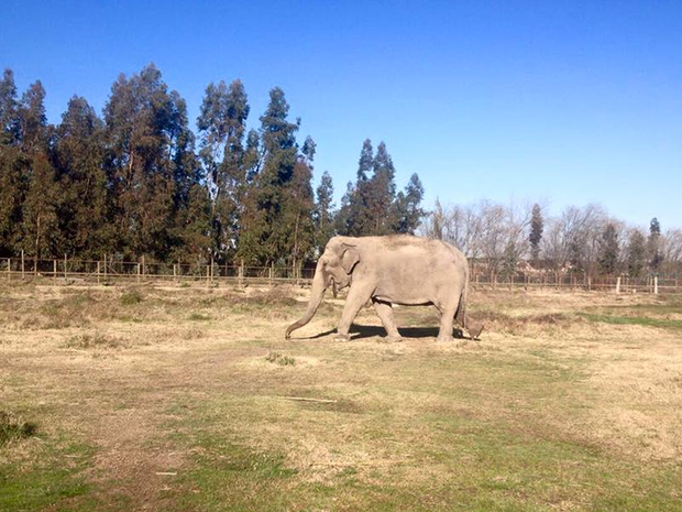 Atualmente, Ramba mora em um zoológico em uma província chilena (Foto: Global Sanctuary for Elephants/Divulgação)
